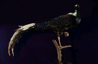 藍腹鷴藏品圖，第5張